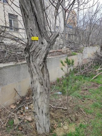 Akademik M.A.Topçubaşov adına Elmi Cərrahiyyə Mərkəzi qanunsuz ağac kəsilməsi iddialarına cavab verib