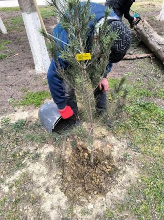 Akademik M.A.Topçubaşov adına Elmi Cərrahiyyə Mərkəzi qanunsuz ağac kəsilməsi iddialarına cavab verib