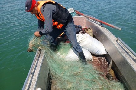 Kürüləmə dövründə balıq ovuna qadağa: 48 nəfər məsuliyyətə cəlb olundu