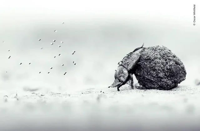 “İlin Vəhşi Təbiət Fotoqrafı 2026” müsabiqəsinin qalibi bəlli olub “İlin Vəhşi Təbiət Fotoqrafı 2026” müsabiqəsinin qalibi bəlli olub